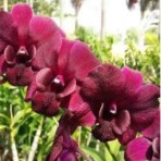 Dendrobium Red Town